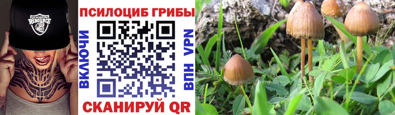 закладка Киселёвск kraken tor Псилоцибиновые грибы прущие грибы